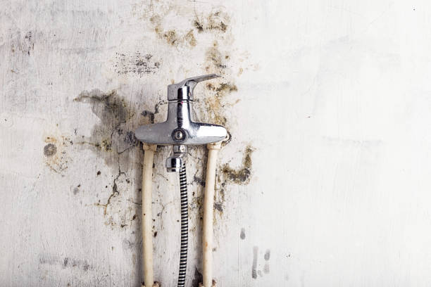 Best Local Mold Removal Service  in Goulds, FL