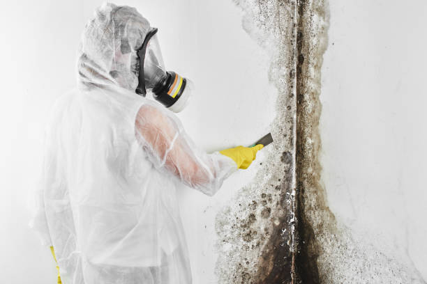 Best Emergency Mold Removal  in Goulds, FL