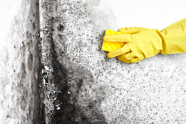 Best Crawl Space Mold Removal  in Goulds, FL