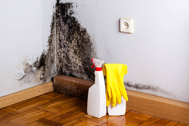 Best Home Mold Removal  in Goulds, FL