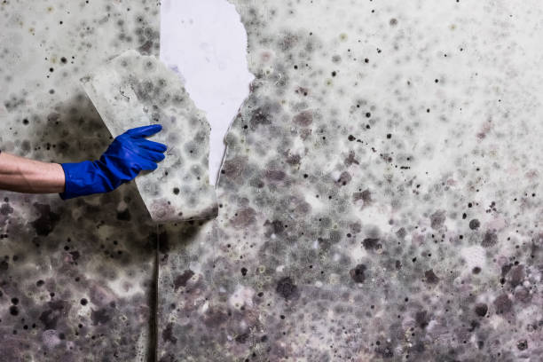 Best Black Mold Removal  in Goulds, FL